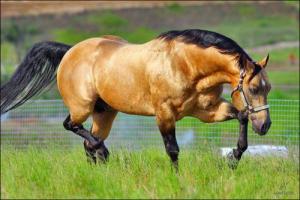Günstige Pferde Kaufen Kostenlos Herunterladen 300x200 - Przewalski Pferd Reiten Kostenlos Herunterladen