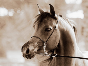 Günstige Pferde Kostenlos Herunterladen 300x225 - Pferde Gemalte Bilder Für Facebook