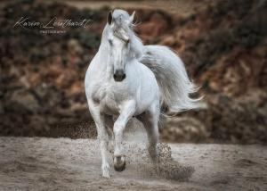 Galoppierende Pferde Bilder Für Whatsapp 300x214 - Bilder Von Pferden Und Ponys Kostenlos Herunterladen
