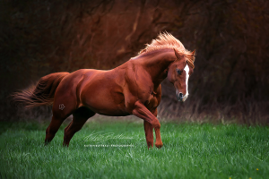 Galoppierende Pferde Bilder Kostenlos Herunterladen 300x200 - Pferde Bild Leinwand Für Whatsapp