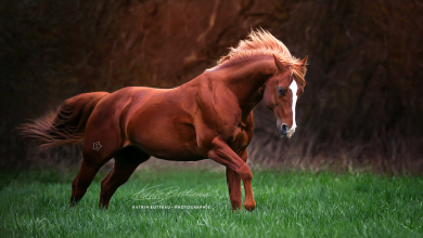 Bild von Galoppierende Pferde Bilder Kostenlos Herunterladen