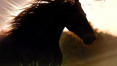 Bild von Geburtstag Pferd Bilder Kostenlos Downloaden