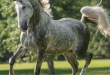 Bild von Geburtstagsbild Mit Pferd bilder fürs handy