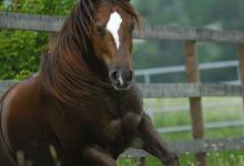 Bild von Geburtstagsbild Pferd bilder fürs handy