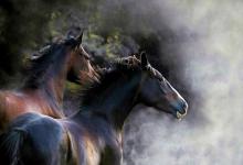 Bild von Geburtstagsbilder Pferd bilder fürs handy