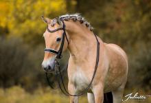Bild von Geburtstagsbilder Pferd Für Facebook bilder fürs handy