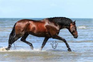 Geburtstagsbilder Pferd Kostenlos Herunterladen 300x200 - Tolle Pferdebilder Für Facebook