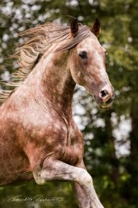 Gemälde Pferd Kostenlos Downloaden 200x300 - Friesenpferde Kaufen Für Whatsapp