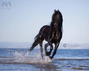 Gemalte Pferde Bilder Kostenlos Herunterladen 300x240 - Morgan Pferd Kaufen Für Facebook