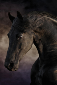Gemalte Pferdebilder Für Whatsapp 200x300 - Lustige Bilder Pferde Kostenlos Herunterladen