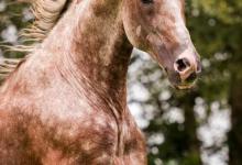 Bild von Gemälde Pferd Kostenlos Downloaden bilder fürs handy