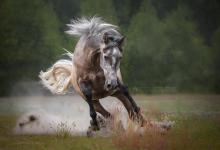 Bild von Gemälde Pferd Kostenlos Herunterladen bilder fürs handy