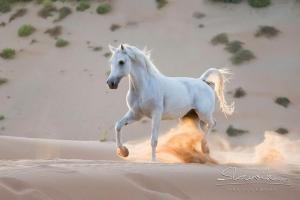 Getränke Bilder 300x200 - Desktop Hintergrund Kostenlos Pferde Für Facebook