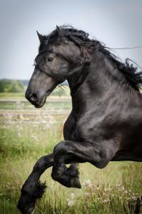 Gezeichnete Pferde Bilder Kostenlos Herunterladen 199x300 - Pferde Und Pony Bilder Für Facebook