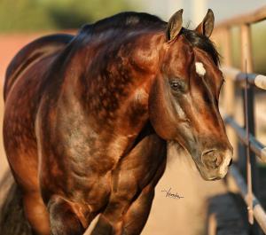 Gnadenhof Pferde Kostenlos Herunterladen 300x265 - Araber Pferde Bilder Kostenlos Downloaden