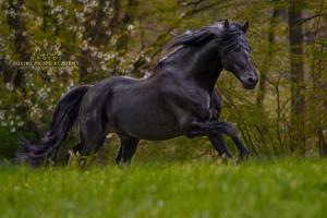 Google Bilder Pferde Kostenlos Herunterladen 300x200 - Morgan Pferd Kaufen Für Facebook
