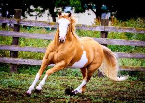 Google Pferde Bilder Kostenlos Herunterladen 300x212 - Araber Pferde Bilder Für Facebook
