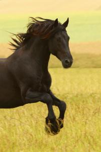 Google Pferdebilder Für Facebook 201x300 - Mustang Pferd Kaufen Kostenlos Herunterladen