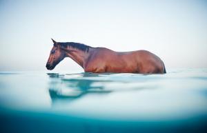 Google Pferdebilder Kostenlos Herunterladen 300x193 - Andalusier Pferde Bilder