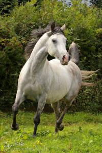 Gratis Pferde Für Whatsapp 200x300 - Ponys Und Pferde Zu Verkaufen Für Facebook