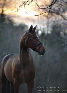 Gratis Pferde Kostenlos Herunterladen 216x300 - Pferde Und Pony Bilder