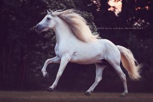 Große Pferde Bilder Für Facebook 300x200 - Mustang Pferd Zu Verkaufen Kostenlos Herunterladen