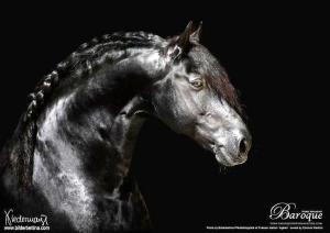 Große Pferde Kaufen 300x212 - Lupenbilder Kostenlos Herunterladen
