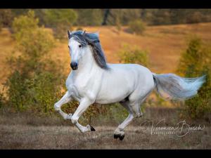 Große Pferde Kaufen Kostenlos Herunterladen 300x225 - Pferd International Für Facebook
