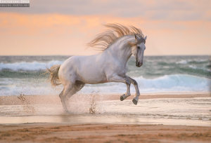 Hübsche Pferde Bilder Kostenlos Herunterladen 300x204 - Mustang Pferd Kaufen Kostenlos Herunterladen