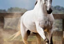 Bild von Haflinger bilder fürs handy