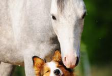 Bild von Haflinger Für Facebook bilder fürs handy