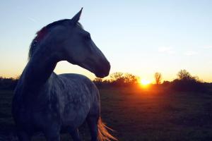 Haflinger Für Whatsapp Bilder und Sprüche