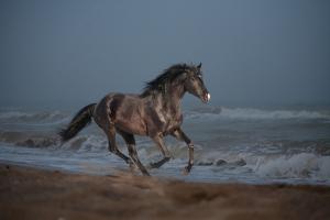 Haflinger Kostenlos Herunterladen 300x200 - Andalusier Pferde Bilder