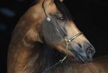 Bild von Haflinger Pferde bilder fürs handy