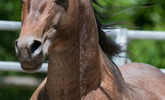 Haflinger Pferde Bilder Für Whatsapp bilder fürs handy Bilder und Sprüche