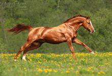 Bild von Haflinger Pferde Bilder Kostenlos Herunterladen bilder fürs handy