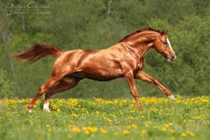 Haflinger Pferde Bilder Kostenlos Herunterladen 300x200 - Bild Schlüssel
