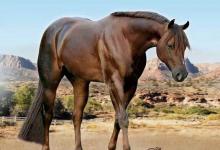 Bild von Haflinger Pferde Für Facebook bilder fürs handy