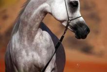 Bild von Haflinger Pferde Für Whatsapp bilder fürs handy