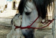 Bild von Haflinger Pferde Kostenlos Herunterladen bilder fürs handy