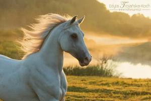 Hannoveraner Pferd 300x200 - Bild Lautsprecher Für Facebook