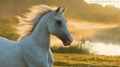 Bild von Hannoveraner Pferd