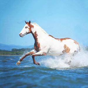 Haushalt Bilder Kostenlos Herunterladen 300x300 - Bodyformer Pferd Kaufen Kostenlos Herunterladen