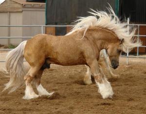 Heilerde Pferd Kaufen 300x233 - Mustang Pferd Kaufen