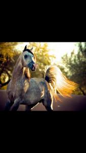 Heilerde Pferd Kaufen Für Whatsapp 169x300 - Reiten In Berlin Für Facebook
