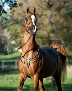 Hexen Bilder Für Whatsapp 240x300 - Pferde Andalusier Bilder