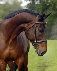 Hexen Bilder Kostenlos Herunterladen 240x300 - Araber Pferde Bilder Für Facebook