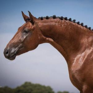 Hintergrundbilder Kostenlos Pferde Für Facebook 300x300 - Pferdebilde