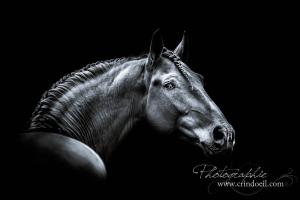 Hintergrundbilder Kostenlos Pferde Kostenlos Herunterladen 300x200 - Haflinger