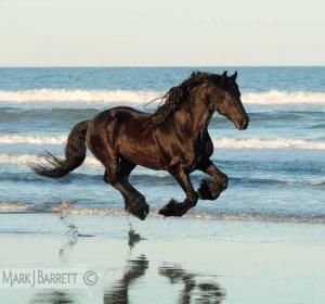 Hintergrundbilder Pferde Am Strand Für Facebook | Bilder und Sprüche